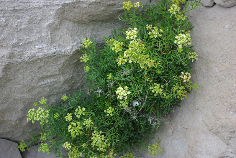 ROCK SAMPHIRE