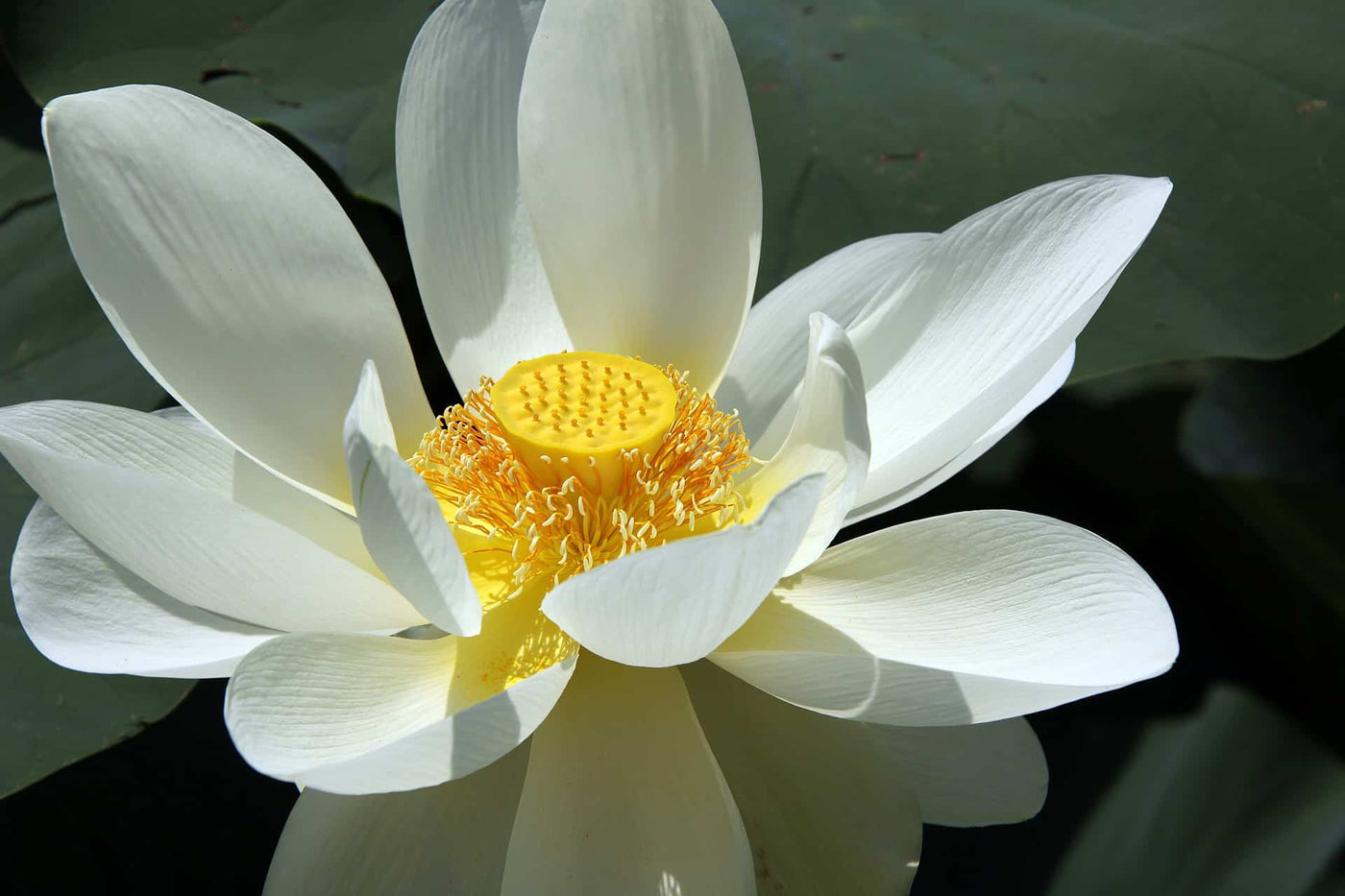 WHITE WATER LILY