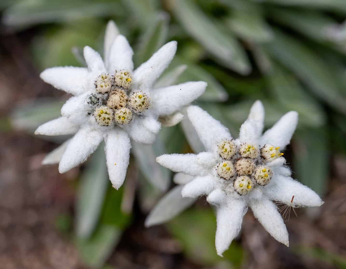 EDELWEISS